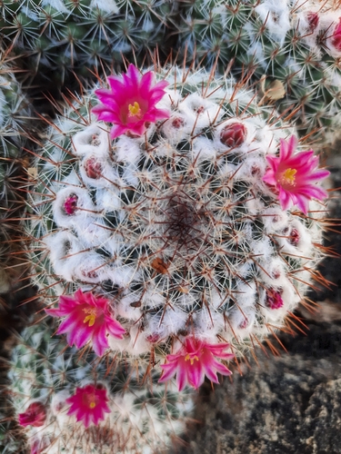 Mammillaria standleyi