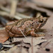 Tubercled Pygmy Frog - Photo (c) WK Cheng, all rights reserved, uploaded by WK Cheng