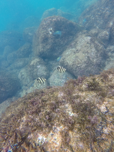 Chaetodon striatus
