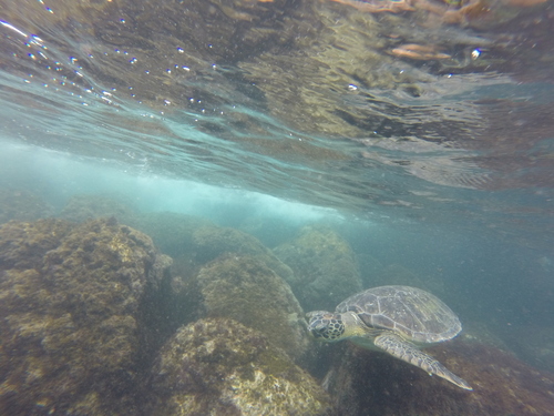 Chelonia mydas