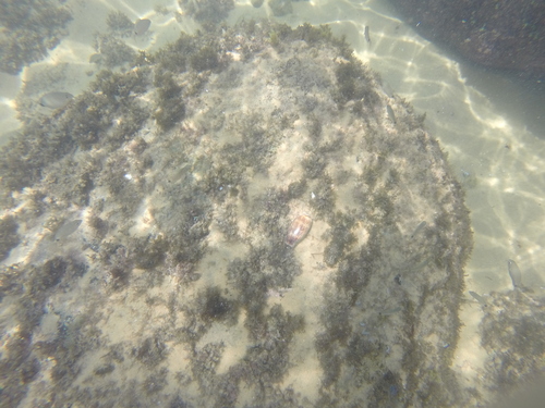 Macrocypraea zebra
