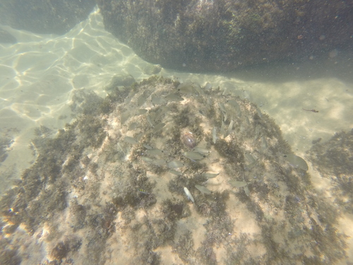 Diplodus argenteus