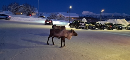 Caribú observed by lawrence62599