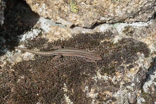 Guadarrama Wall Lizard