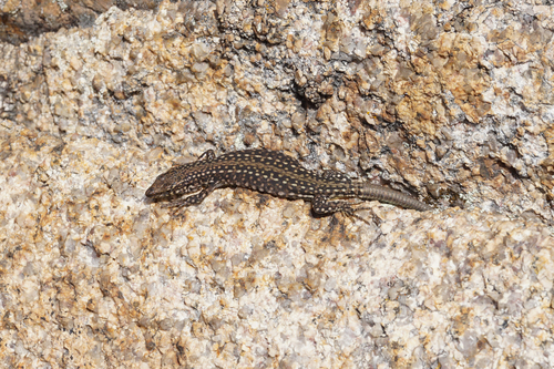 Guadarrama Wall Lizard