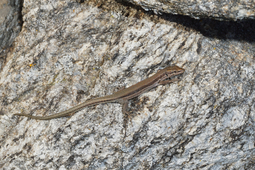 Green Iberian Wall Lizard