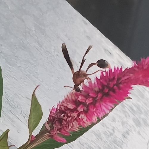 Zeta argillaceum