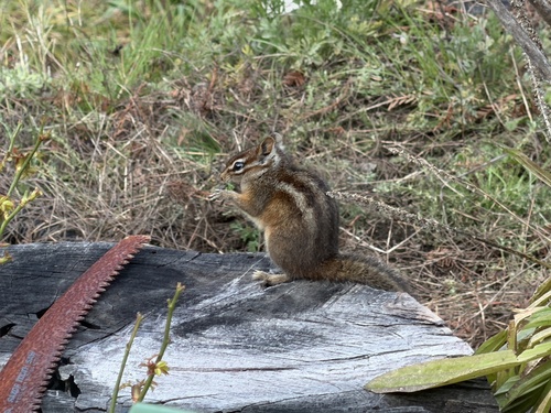 Merriam's Chipmunk observed by nmcnear