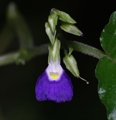 Rhynchoglossum gardneri
