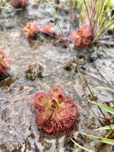 Tooth Sundew
