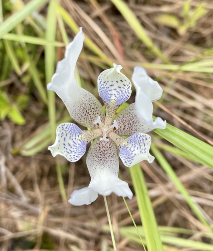 Cipura mestrensis