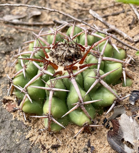 Discocactus catingicola