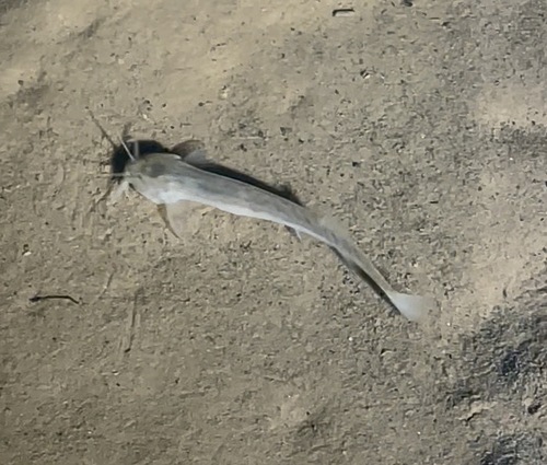 Ituglanis bambui