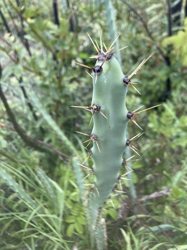 Cereus mirabella