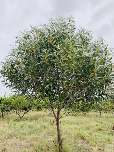 Earpod Wattle