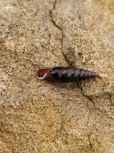 Cochlodina laminata