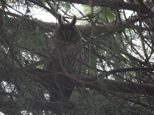 View observation of {o.common_name} on iNaturalist