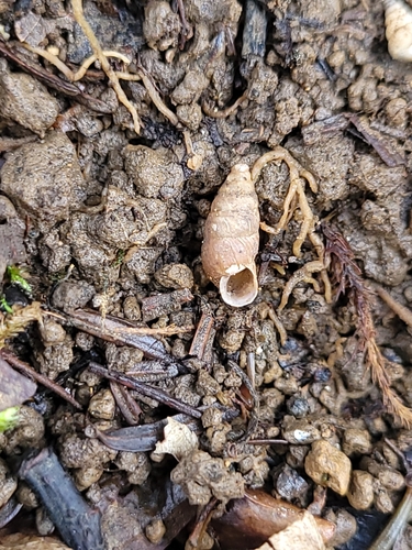 Merdigera obscura