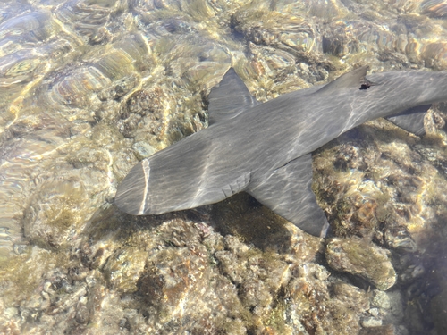 Negaprion brevirostris