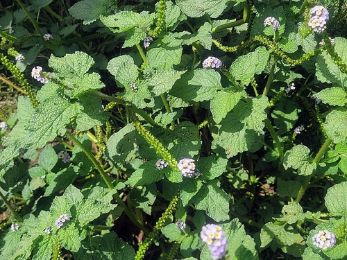 Heliotropium elongatum