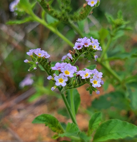 Heliotropium nicotianifolium