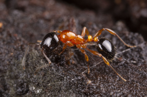 Monomorium cekaloviciMonomorium cekalovici
