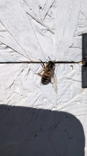 Western Honey Bee