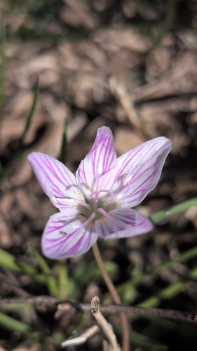 Virginia Springbeauty