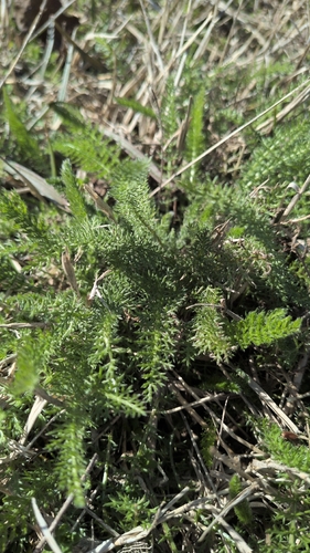common yarrow