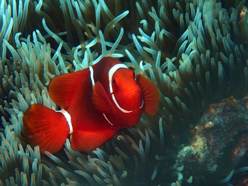 Amphiprion biaculeatus
