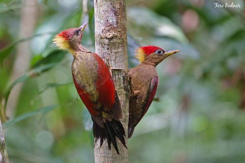 Picus puniceus