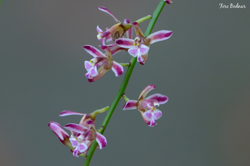 Acriopsis liliifolia