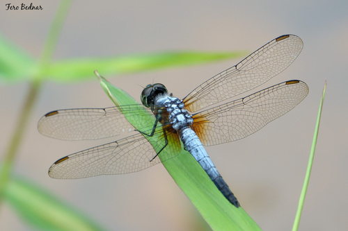 Brachydiplax chalybea