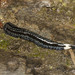 Pseudogeoplana reticulata - Photo (c) Bernardo Segura Silva, כל הזכויות שמורות, uploaded by Bernardo Segura Silva