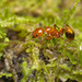 Monomorium latastei - Photo (c) Bernardo Segura Silva, todos los derechos reservados, subido por Bernardo Segura Silva