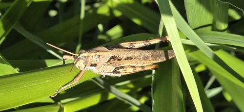iNaturalist observation photo of Gray Bird Grasshopper