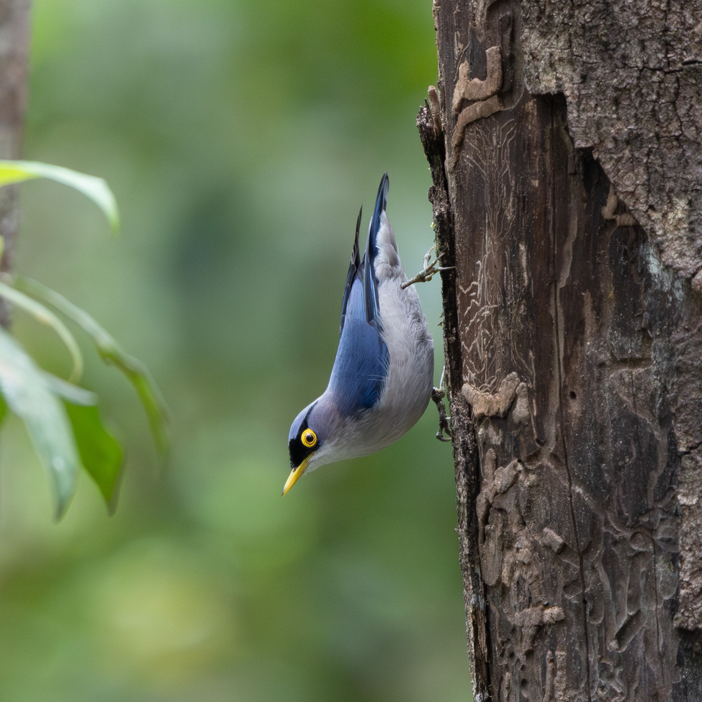 Yellow-billed Nuthatch (Sitta solangiae) photo
