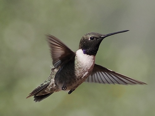 Black-chinned Hummingbird observed by andyfiltness