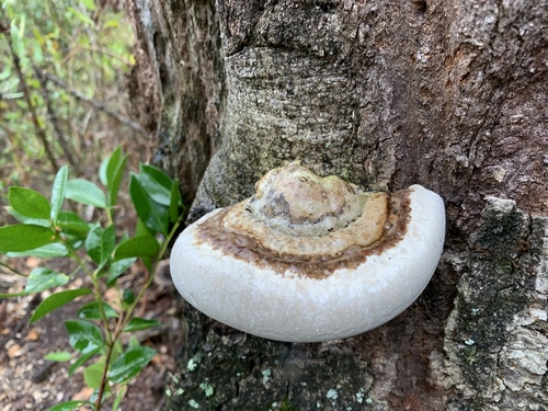 Southern Clam Shell
