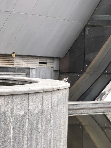 White Wagtail
