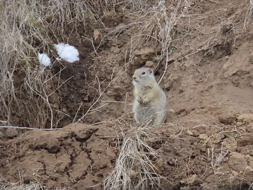 Belding's Ground Squirrel observed by redshoulderedhawk