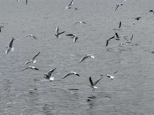 Black-headed Gull
