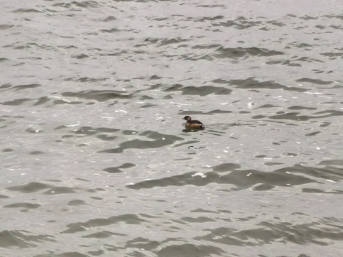 Little Grebe