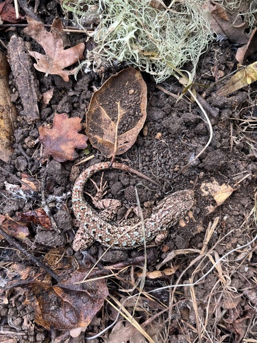 iNaturalist observation photo of Western Fence Lizard