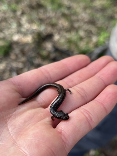 iNaturalist observation photo of Slender Salamanders