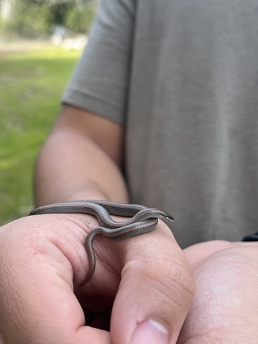 iNaturalist observation photo of Common Sharp-tailed Snake
