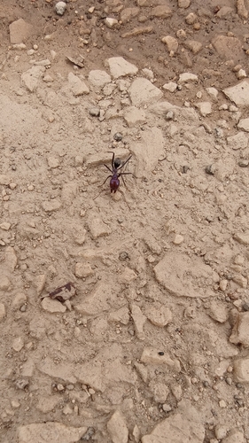 Southern Meat Ant