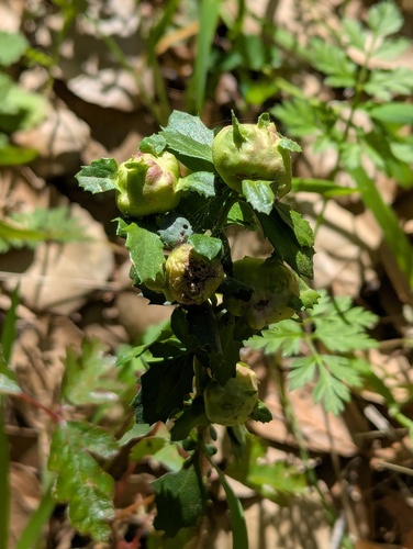 Unknown species found near Quicksilver, San Jose, CA, USA