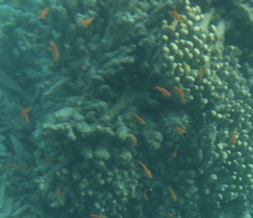 Pseudanthias squamipinnis