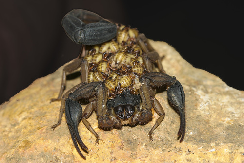 Edward's Bark Scorpion